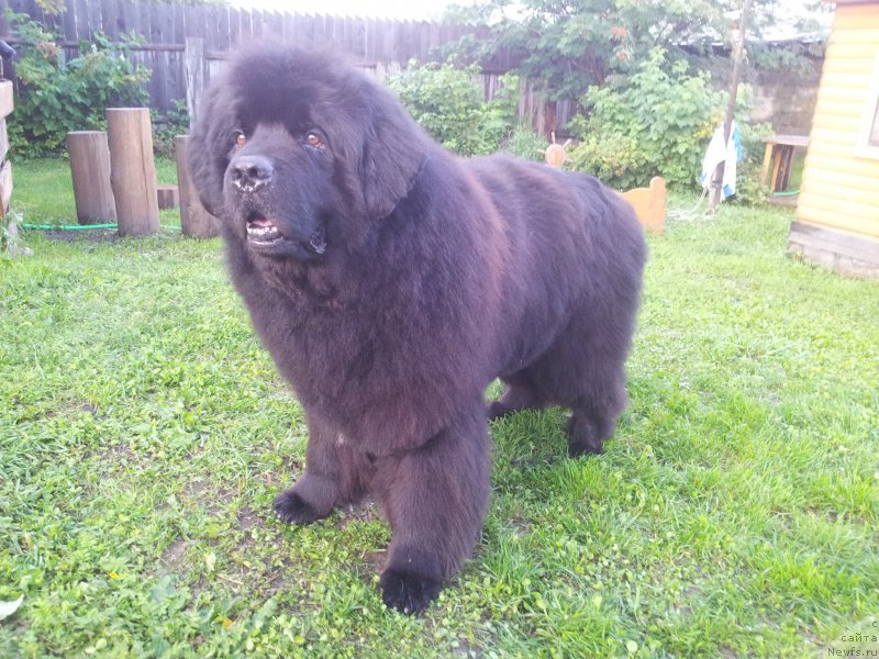 Фото: ньюфаундленд Kapitan N'yufort (Капитан Ньюфорт)