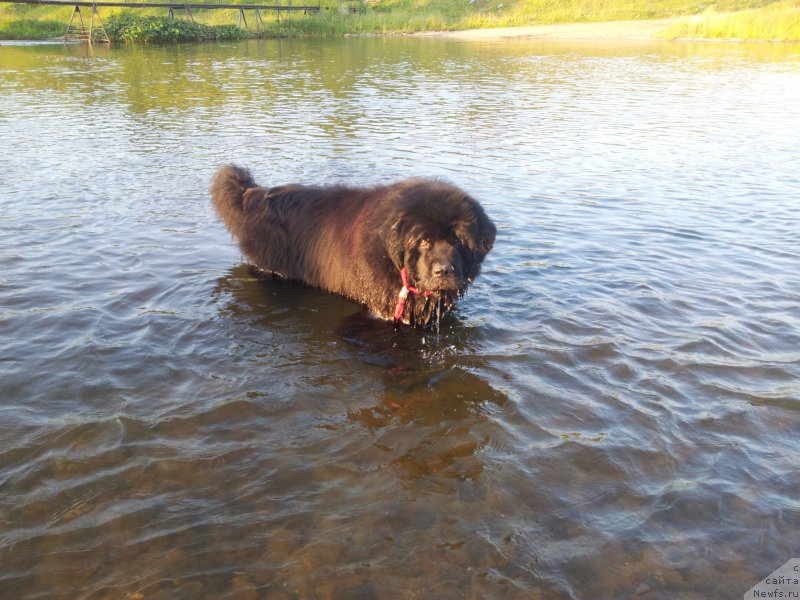 Фото: ньюфаундленд Kapitan N'yufort (Капитан Ньюфорт)