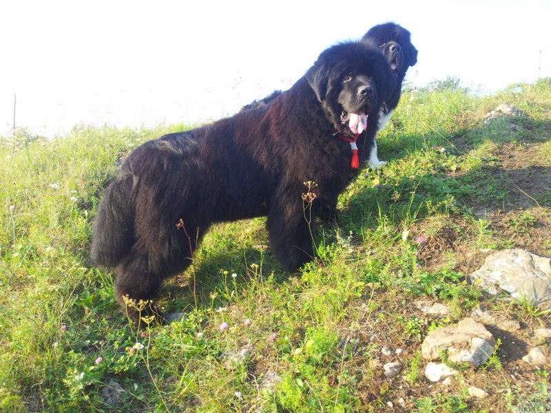 Фото: ньюфаундленд Kapitan N'yufort (Капитан Ньюфорт)