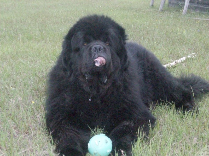 Фото: ньюфаундленд Karat iz Medvejyego Yara (Карат из Медвежьего Яра)