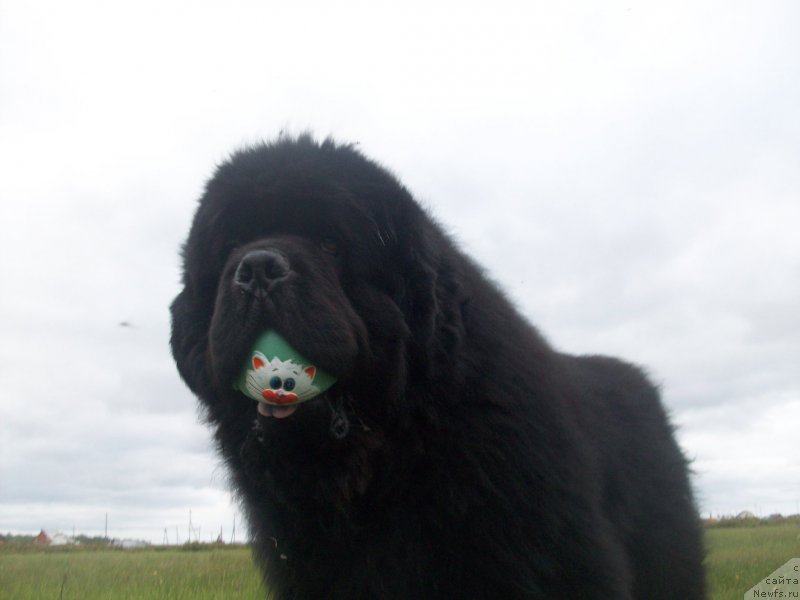 Фотография № 160528