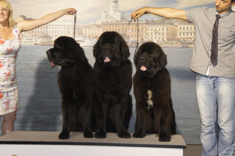 Фото: ньюфаундленд Smigar Legenda Vesny (Смигар Легенда Весны), ньюфаундленд Smigar Liverpulsiy Chetvertak (Смигар Ливерпульский Четвертак), ньюфаундленд Smigar Love Story (Смигар Лав Стори)