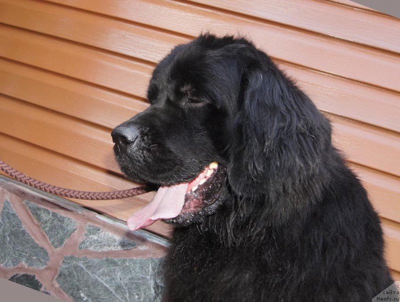 Фото: ньюфаундленд Super Bizon Do Re Mi (Супер Бизон До Ре Ми)