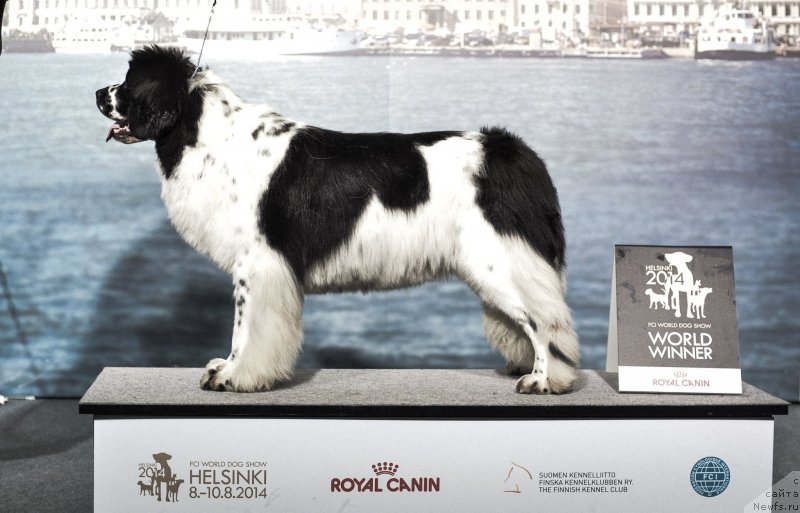 Фото: ньюфаундленд Fluffy Avalanche Satisfaction of My Ambitions (Флюфи Аваланч Сатисфастион оф Май Амбитионс)