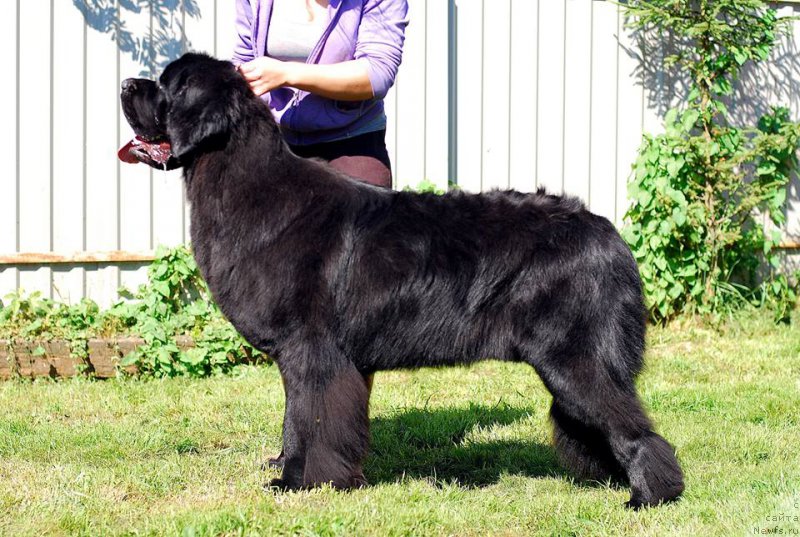 Фото: ньюфаундленд Chernaya Mafia Much Sought (Черная Мафия Муч Соугхт)