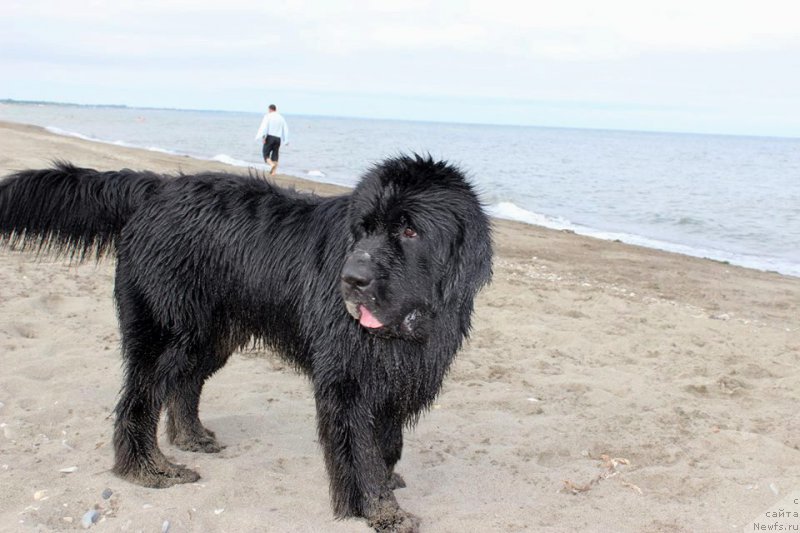 Фото: ньюфаундленд Chernaya Mafia Matter of Time (Черная Мафия Маттер оф Тиме)