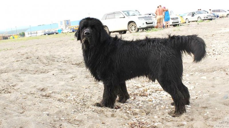 Фото: ньюфаундленд Chernaya Mafia Matter of Time (Черная Мафия Маттер оф Тиме)