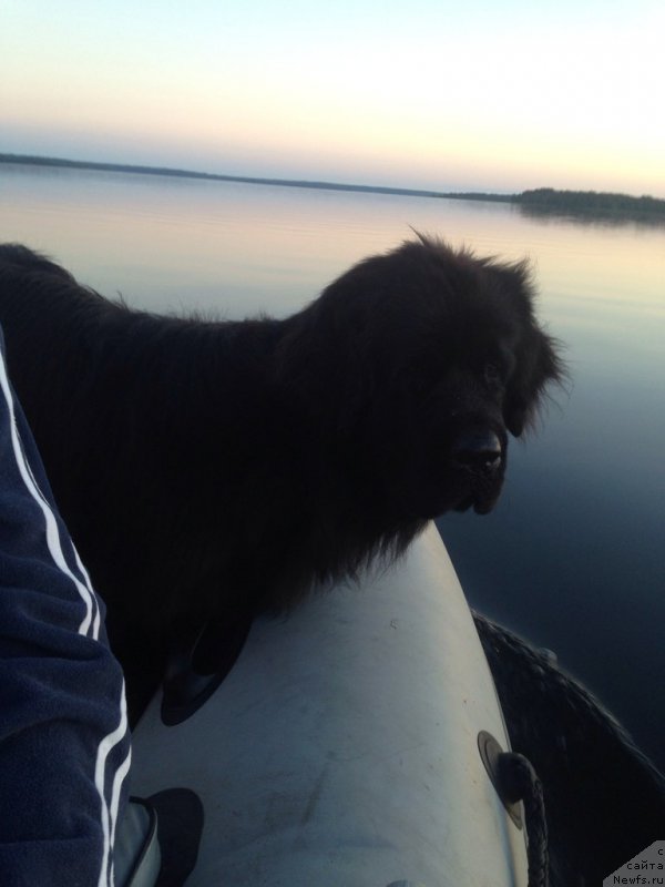 Фото: ньюфаундленд Chernaya Mafia Meant To Be (Черная Мафия Меант То Бе)