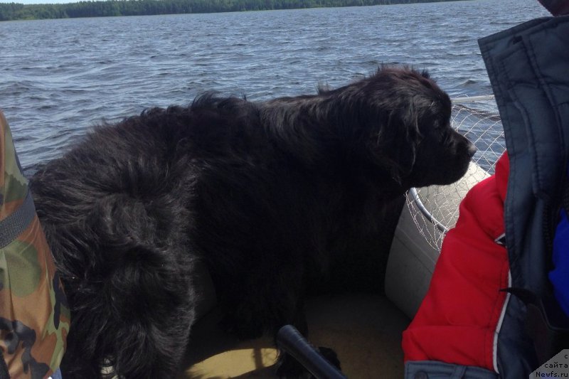 Фото: ньюфаундленд Chernaya Mafia Meant To Be (Черная Мафия Меант То Бе)