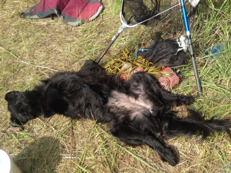 Фото: ньюфаундленд Chernaya Mafia Meant To Be (Черная Мафия Меант То Бе)