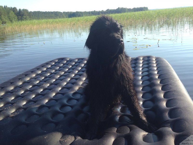 Фото: ньюфаундленд Chernaya Mafia Meant To Be (Черная Мафия Меант То Бе)