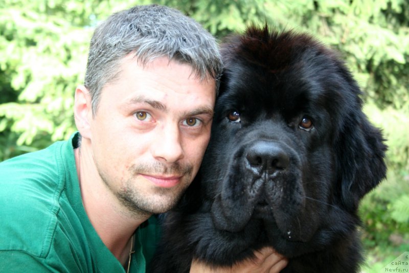 Фото: ньюфаундленд Chernaya Mafia Must Have (Черная Мафия Муст Хаве)