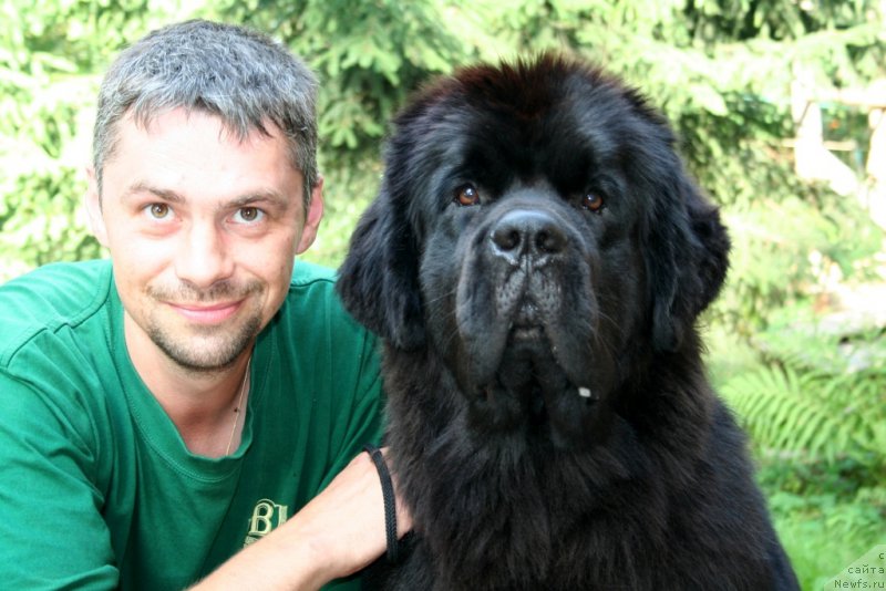 Фото: ньюфаундленд Chernaya Mafia Must Have (Черная Мафия Муст Хаве)