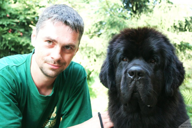 Фото: ньюфаундленд Chernaya Mafia Must Have (Черная Мафия Муст Хаве)
