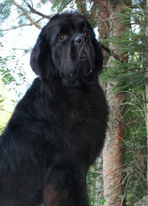 Фото: ньюфаундленд Chernaya Mafia Must Have (Черная Мафия Муст Хаве)