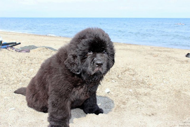 Фотография № 160572