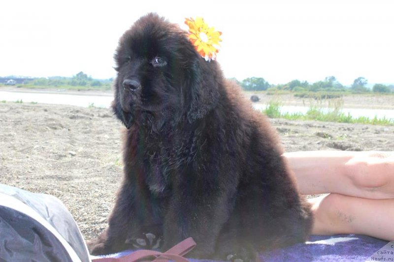 Фотография № 160573