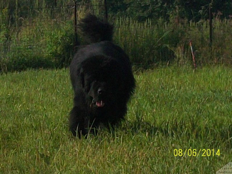 Фото: ньюфаундленд Super Premium Mikado (Супер Премиум Микадо)