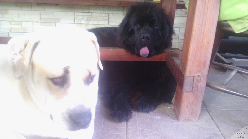 Фото: ньюфаундленд Zakari Ostin Pauyers (Закари Остин Пауэрс)