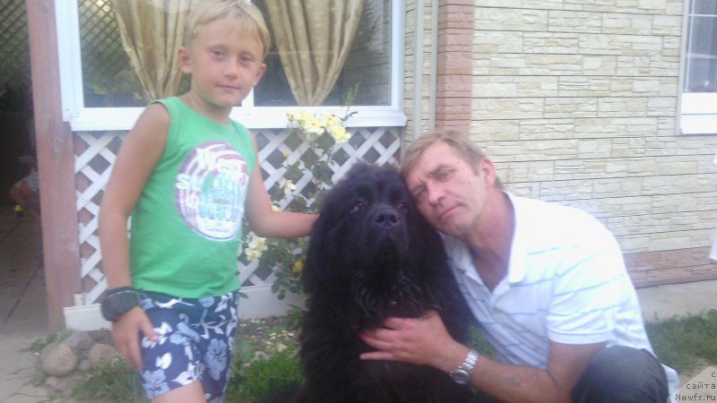 Фото: ньюфаундленд Zakari Ostin Pauyers (Закари Остин Пауэрс)