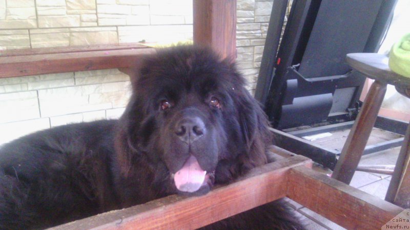 Фото: ньюфаундленд Zakari Ostin Pauyers (Закари Остин Пауэрс)