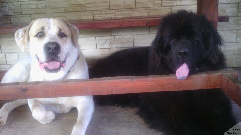 Фото: ньюфаундленд Zakari Ostin Pauyers (Закари Остин Пауэрс)