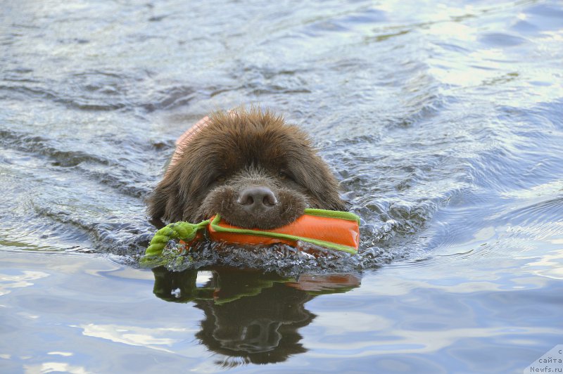 Фото: ньюфаундленд I Follow The Sun de L'Etoile de Cyrice