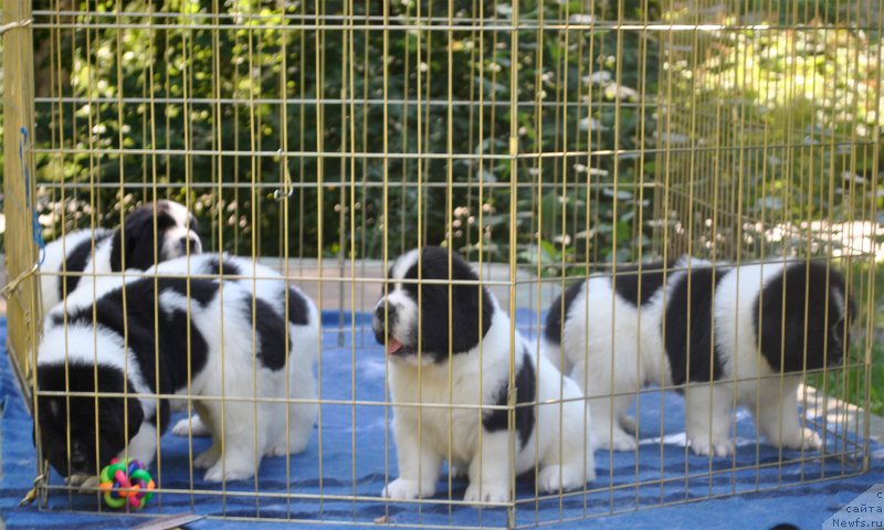 Фото: Щенки, ньюфаундленд Mag Ispolin Moda Maksi (Маг Исполин Мода Макси)