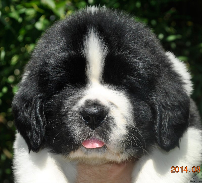 Фото: ньюфаундленд Mag Ispolin Obi-Van Kenobi (Маг Исполин Оби-Ван Кеноби)