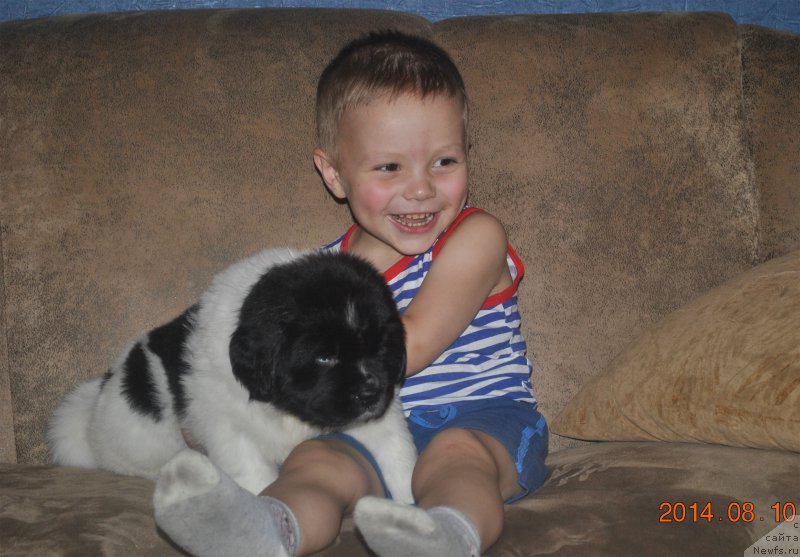 Фото: ньюфаундленд Mag Ispolin Onega (Маг Исполин Онега), и сынок, Elena Gorbunova (Елена Горбунова)