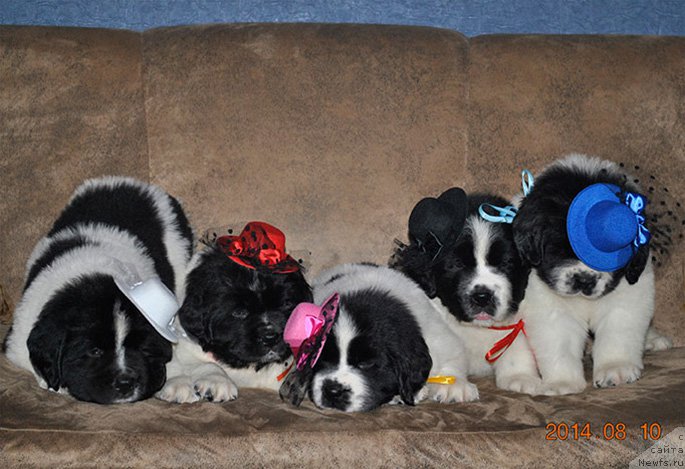 Фото: Щенки, ньюфаундленд Mag Ispolin Moda Maksi (Маг Исполин Мода Макси)