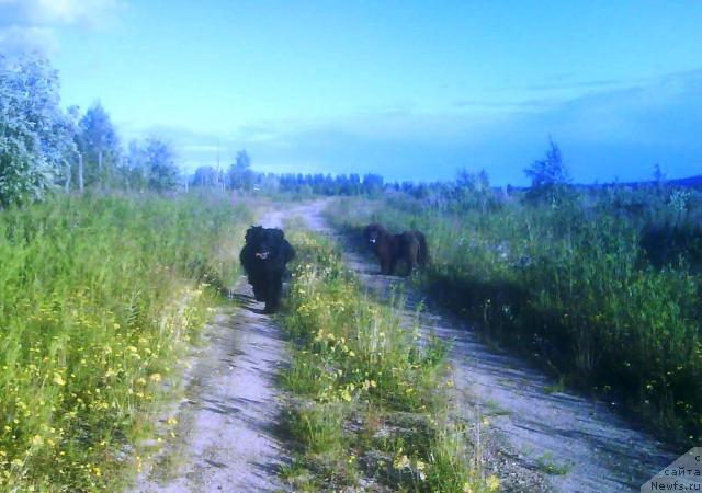 Фото: ньюфаундленд Zenon Zacharovannyiy Princ (Зенон Зачарованный Принц), ньюфаундленд Bavariya (Бавария)