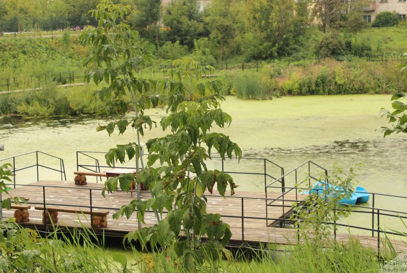 Фотография № 160657