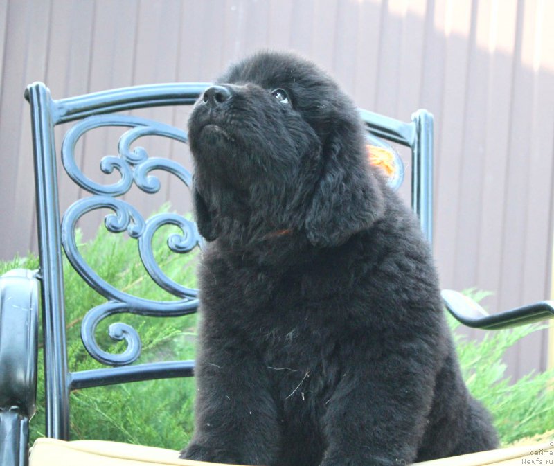 Фото: ньюфаундленд Aquatoriya Kelvin Franshize (Акватория Келвин Франшиза)