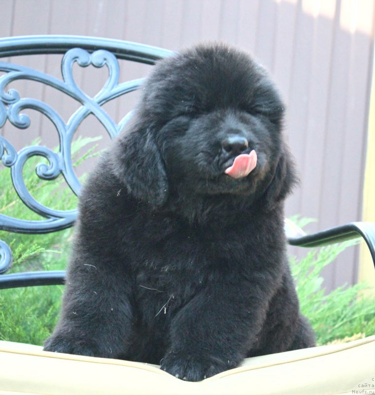 Фото: ньюфаундленд Aquatoriya Kelvin Franshize (Акватория Келвин Франшиза)