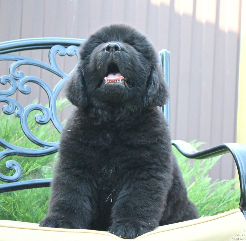 Фото: ньюфаундленд Aquatoriya Kelvin Franshize (Акватория Келвин Франшиза)