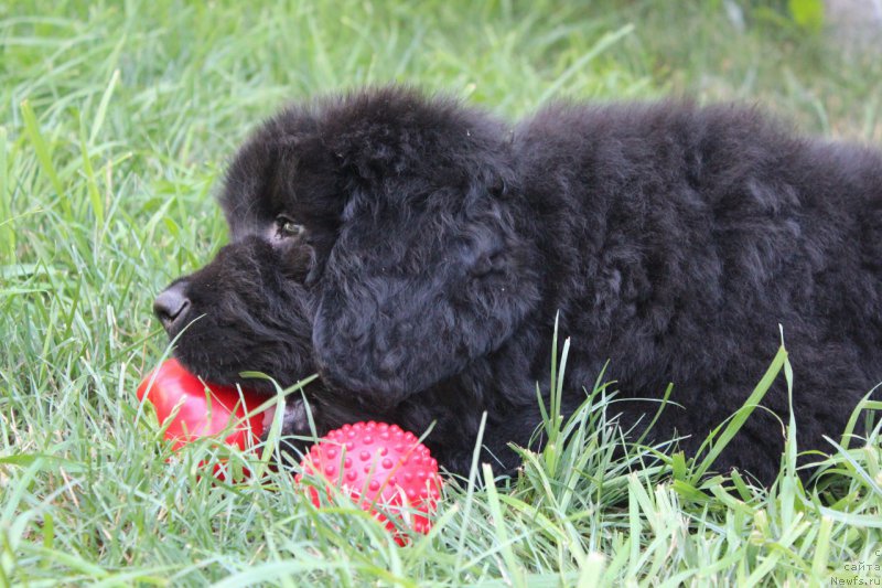 Фото: ньюфаундленд Aquatoriya Kelvin Franshize (Акватория Келвин Франшиза)