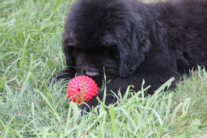 Фото: ньюфаундленд Aquatoriya Kelvin Franshize (Акватория Келвин Франшиза)