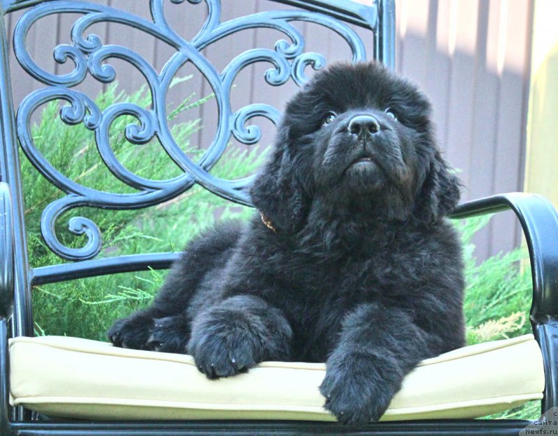 Фото: ньюфаундленд Aquatoriya Kelvin Franshize (Акватория Келвин Франшиза)