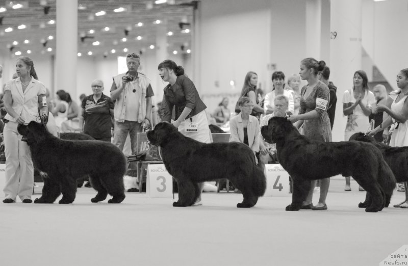 Фото: ньюфаундленд Smigar Liverpulsiy Chetvertak (Смигар Ливерпульский Четвертак), Aleksandra Vesnina (Александра Веснина)