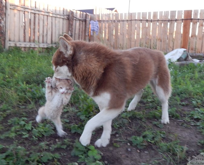 Фотография № 160682