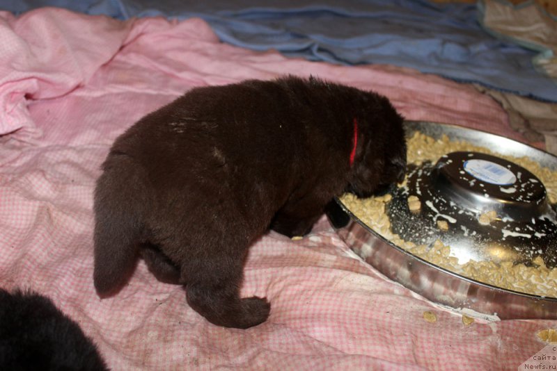 Фотография № 160685