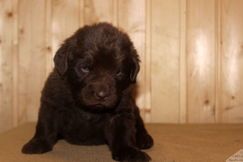 Фото: ньюфаундленд Brownblood MSK Happy Teddy (Браунблад МСК Хэппи Тедди)