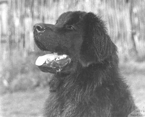 Фото: ньюфаундленд Karsayd Vig de Vol'f (Карсайд Виг де Вольф)