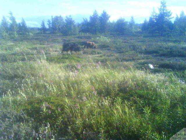 Фото: ньюфаундленд Zenon Zacharovannyiy Princ (Зенон Зачарованный Принц), ньюфаундленд Bavariya (Бавария)