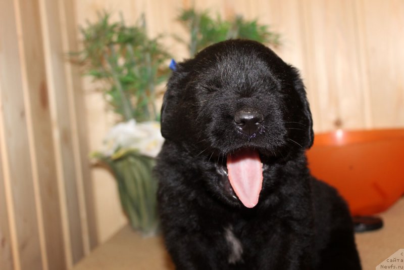 Фотография № 160707