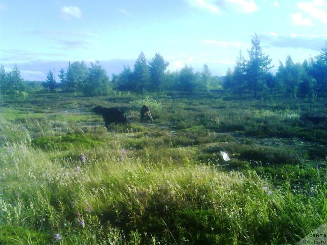 Фото: ньюфаундленд Zenon Zacharovannyiy Princ (Зенон Зачарованный Принц), ньюфаундленд Bavariya (Бавария)