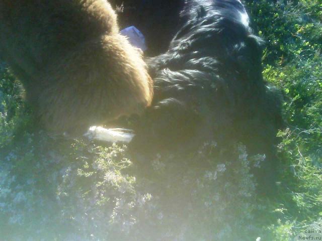 Фото: ньюфаундленд Zenon Zacharovannyiy Princ (Зенон Зачарованный Принц), ньюфаундленд Bavariya (Бавария)