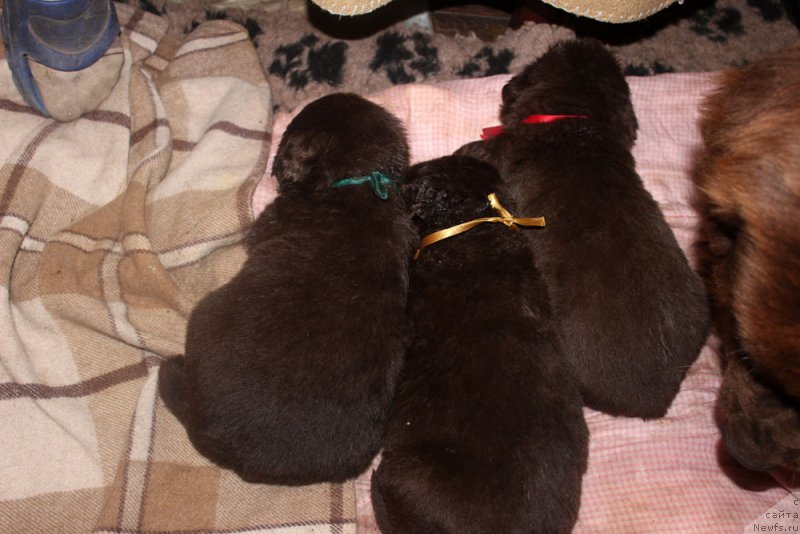 Фотография № 160722