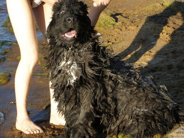 Фото: ньюфаундленд Smigar Shelkovaya Noch (Смигар Шелковая Ночь)